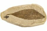 Eocene Fossil Leaf (Schefflera) - Tennessee #189582-1